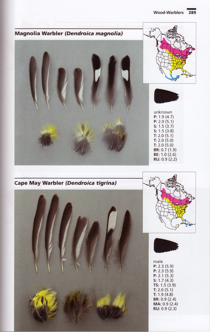 Feather Identification Chart