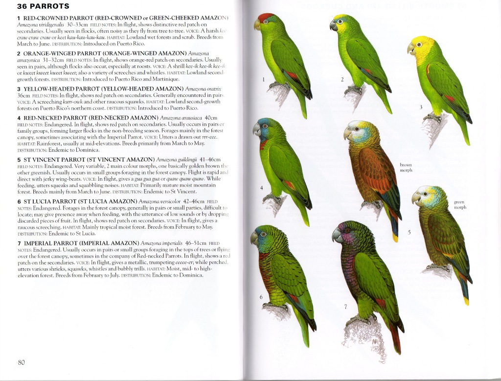 Bird Comparison Chart