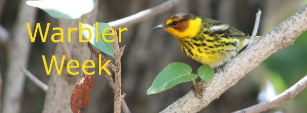 Warbler Week at The Birder's Library