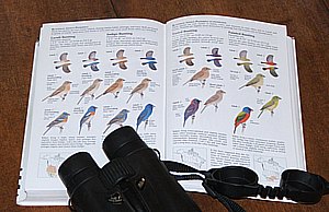 My Sibley Guide to Birds