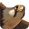 iBird Explorer for iPhone
