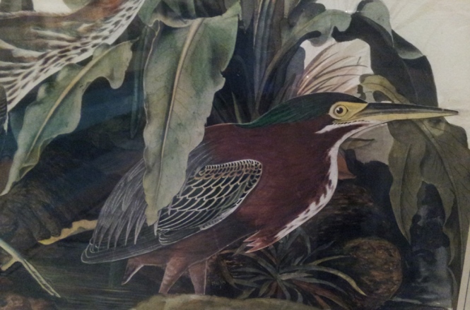 Detail from Audubon's Green Heron