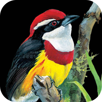 Birds of Peru app