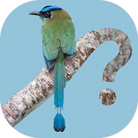 Panama Birds Field Guide