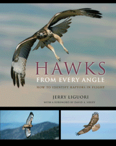cover of Hawks from Every Angle: How to Identify Raptors In Flight