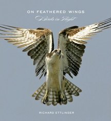 cover of On Feathered Wings: Birds in Flight, by Richard Ettlinger