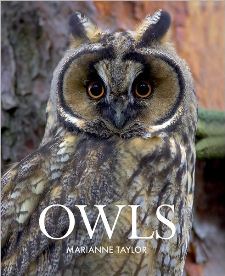 Owls, by Marianne Taylor