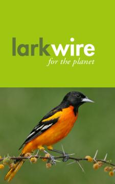 Larkwire Land Birds of North America app