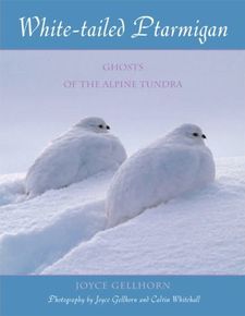 cover of White-tailed Ptarmigan: Ghosts of the Alpine Tundra
