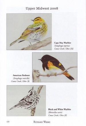 Warbler paintings from 52 Small Birds