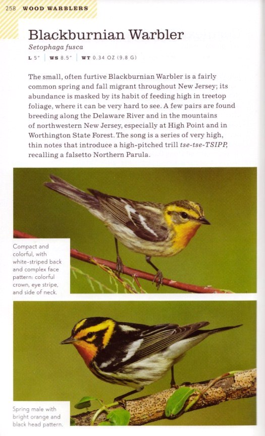 Blackburnian Warbler account from American Birding Association Field Guide to Birds of New Jersey