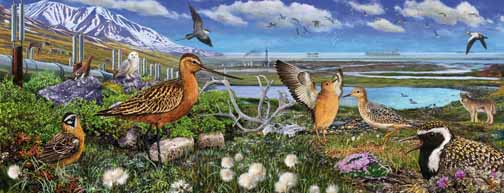 Arctic tundra painting from The American Bird Conservancy Guide to Bird Conservation
