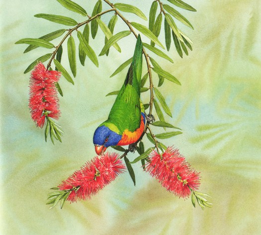 Rainbow Lorikeet from About Parrots: A Guide for Children