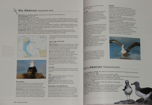 Albatross species accounts