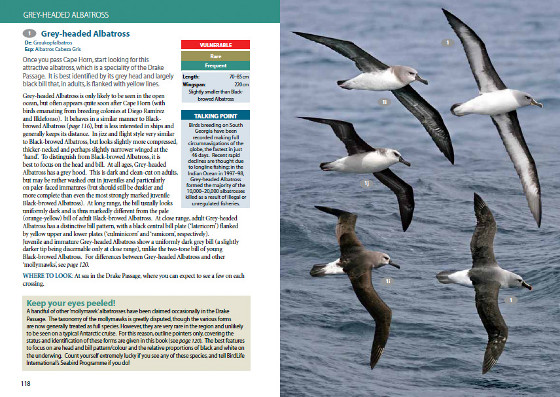 Sample bird species account from Antarctic Wildlife: A Visitor's Guide