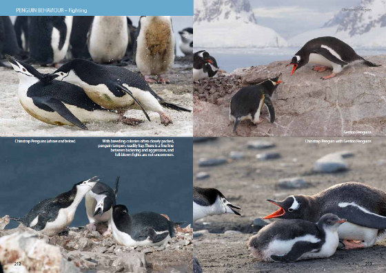 Penguin behavior from Antarctic Wildlife: A Visitor's Guide
