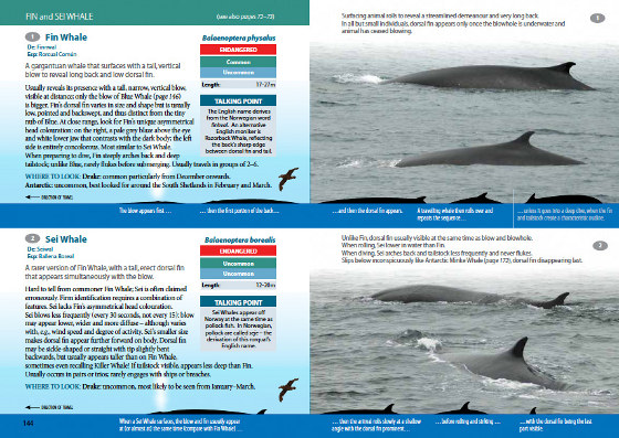 Sample cetacean species account from Antarctic Wildlife: A Visitor's Guide