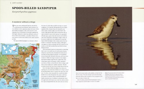 Spoon-billed Sandpiper from Atlas of Rare Birds