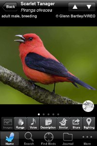 Scarlet Tanager species account from the Audubon Birds iPhone app