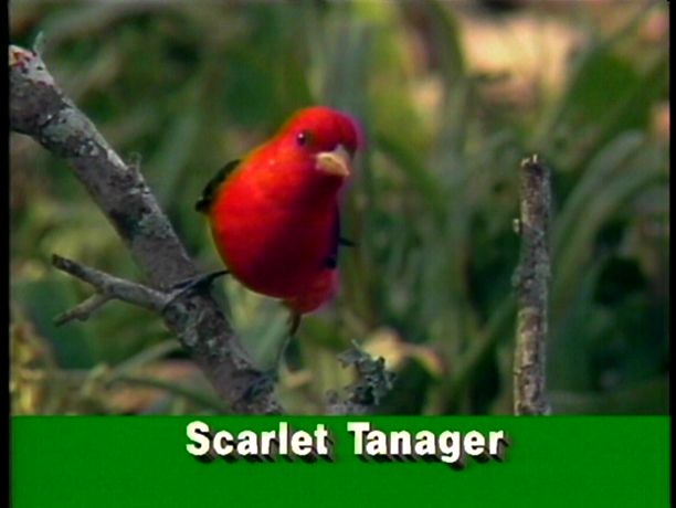Scarlet Tanager from Audubon VideoGuide