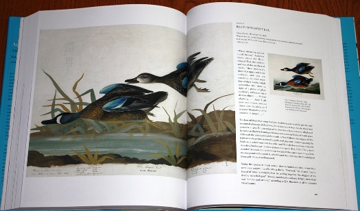Blue-winged Teal from Audubon's Aviary: The Original Watercolors for The Birds of America