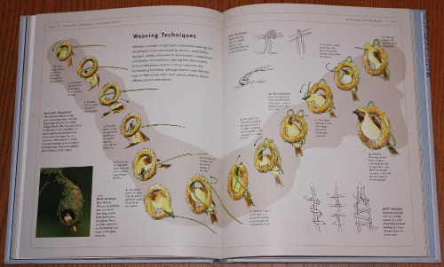 Weaving techniques diagram from Avian Architecture