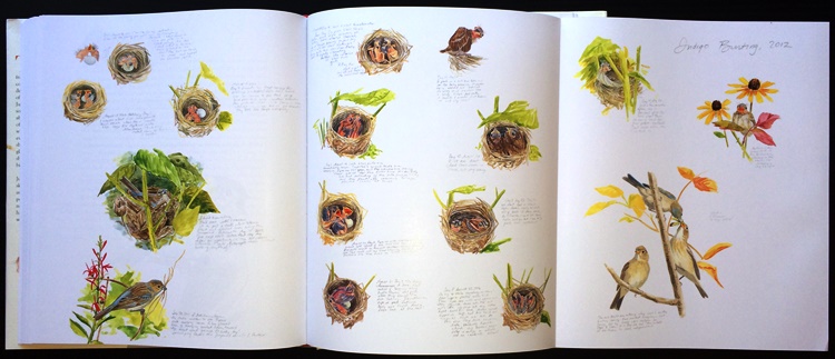Indigo Bunting nestling progression foldout from Baby Birds: An Artist Looks into the Nest