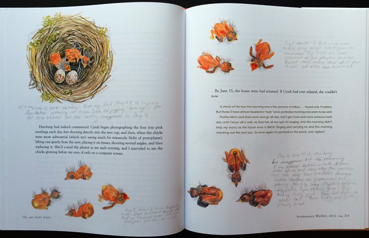 Prothonotary Warbler nestlings from Baby Birds: An Artist Looks into the Nest