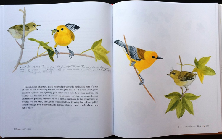 Prothonotary Warbler fledgling from Baby Birds: An Artist Looks into the Nest