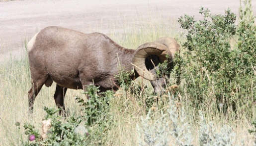 Bighorn Sheep