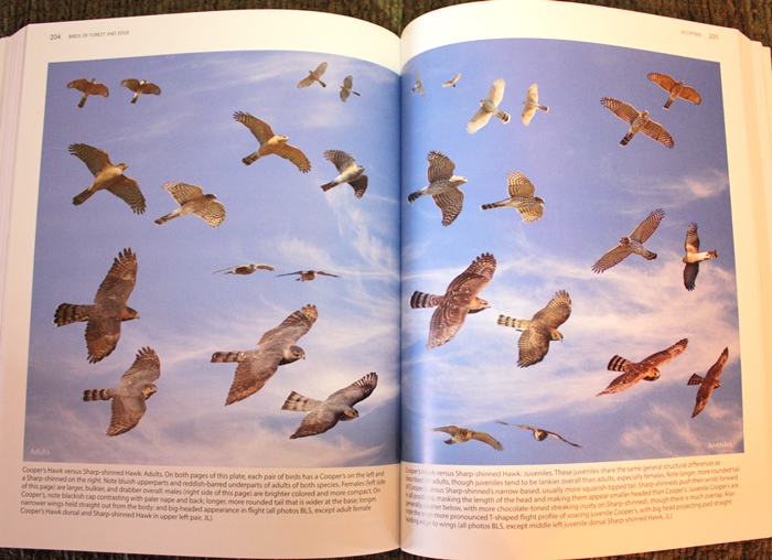 Accipiter flight comparison from Better Birding: Tips, Tools, and Concepts for the Field