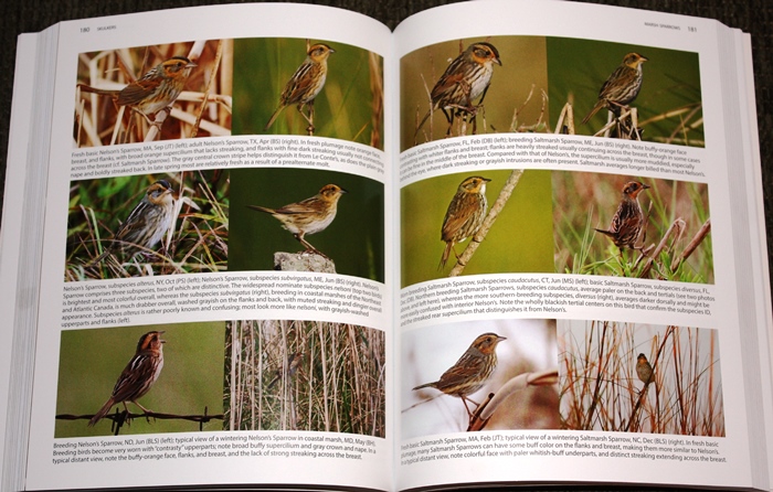 Marsh sparrows from Better Birding: Tips, Tools, and Concepts for the Field