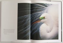 Great Egret from Between the Wingtips