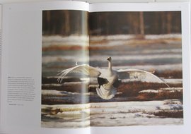 Whooper Swan from Between the Wingtips