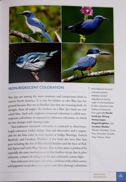 sample from National Geographic Bird Coloration