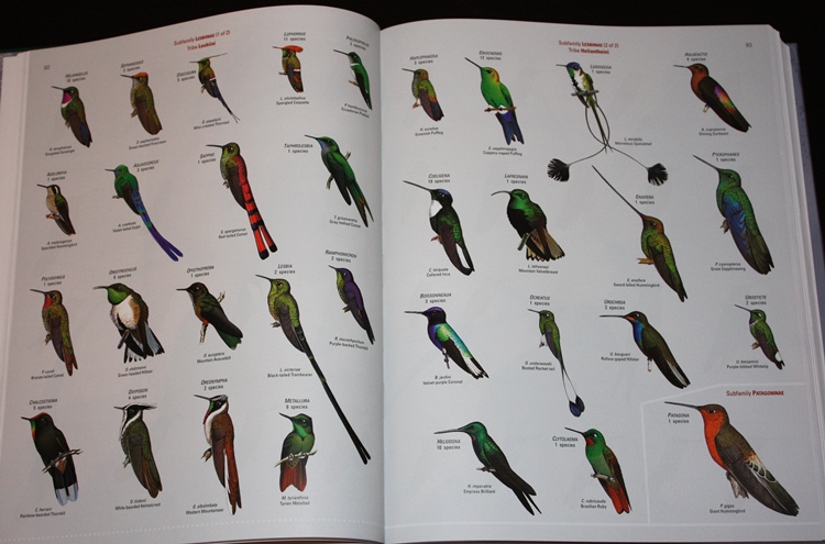 Hummingbirds from Bird Families of the World: A Guide to the Spectacular Diversity of Birds