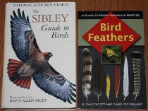 comparison front view of Bird Feathers: A Guide to North American Species