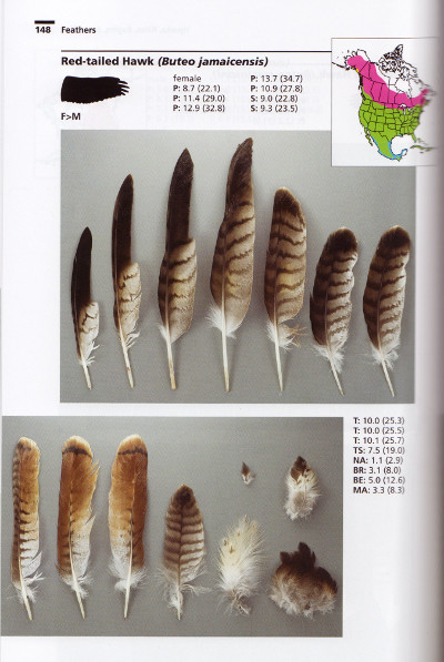 Red-tailed Hawk account from Bird Feathers: A Guide to North American Species