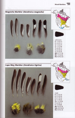 warblers from Bird Feathers: A Guide to North American Species