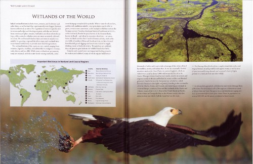 Sample ecosystem from Bird Watch