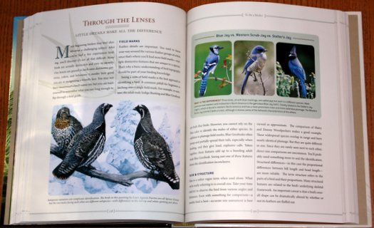 Sample from National Geographic Bird-watcher's Bible: A Complete Treasury