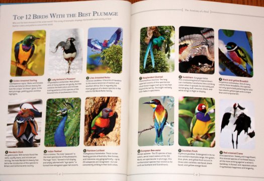 Top 12 Birds with the Best Plumage, according to National Geographic Bird-watcher's Bible: A Complete Treasury