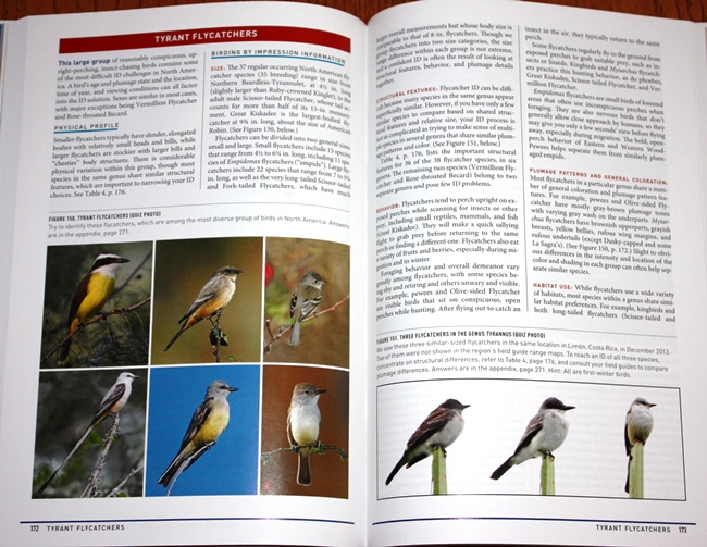 Flycatchers from Peterson Reference Guide to Birding by Impression: A Different Approach to Knowing and Identifying Birds