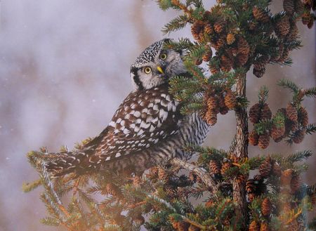 Northern Hawk Owl from Birding from the Hip