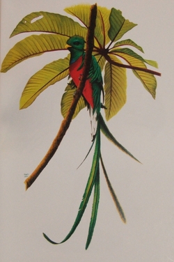 Resplendent Quetzal, by H. Douglas Pratt in Birding on Borrowed Time