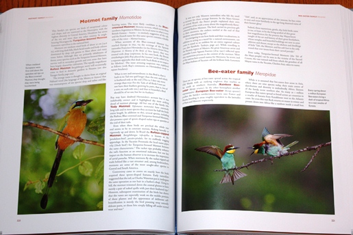 Motmot and Bee-eater family accounts from Birds and People
