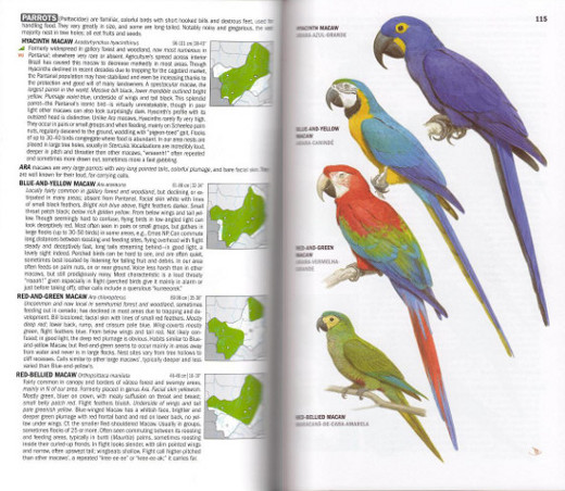 Macaw plate from Birds of Brazil: The Pantanal and Cerrado of Central Brazil