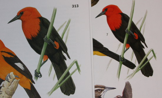 Scarlet-headed Blackbird comparison