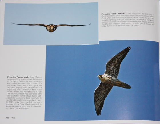 Photos of Peregrine Falcons from Birds of Cape May, New Jersey