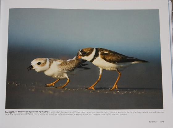 Photo of a Semipalmated and Piping Plover from Birds of Cape May, New Jersey